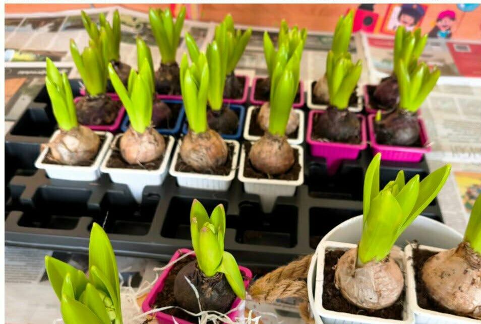 Read more about the article Wiosna